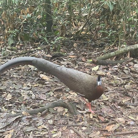 Отель Umiyuki Jungle Tour Only Treking With As Букит-Лаванг Экстерьер фото