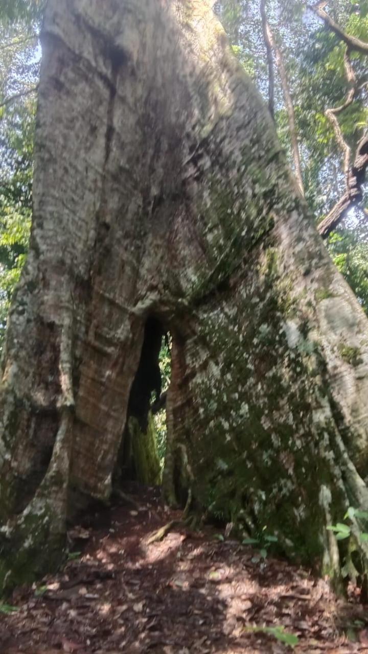 Отель Umiyuki Jungle Tour Only Treking With As Букит-Лаванг Экстерьер фото