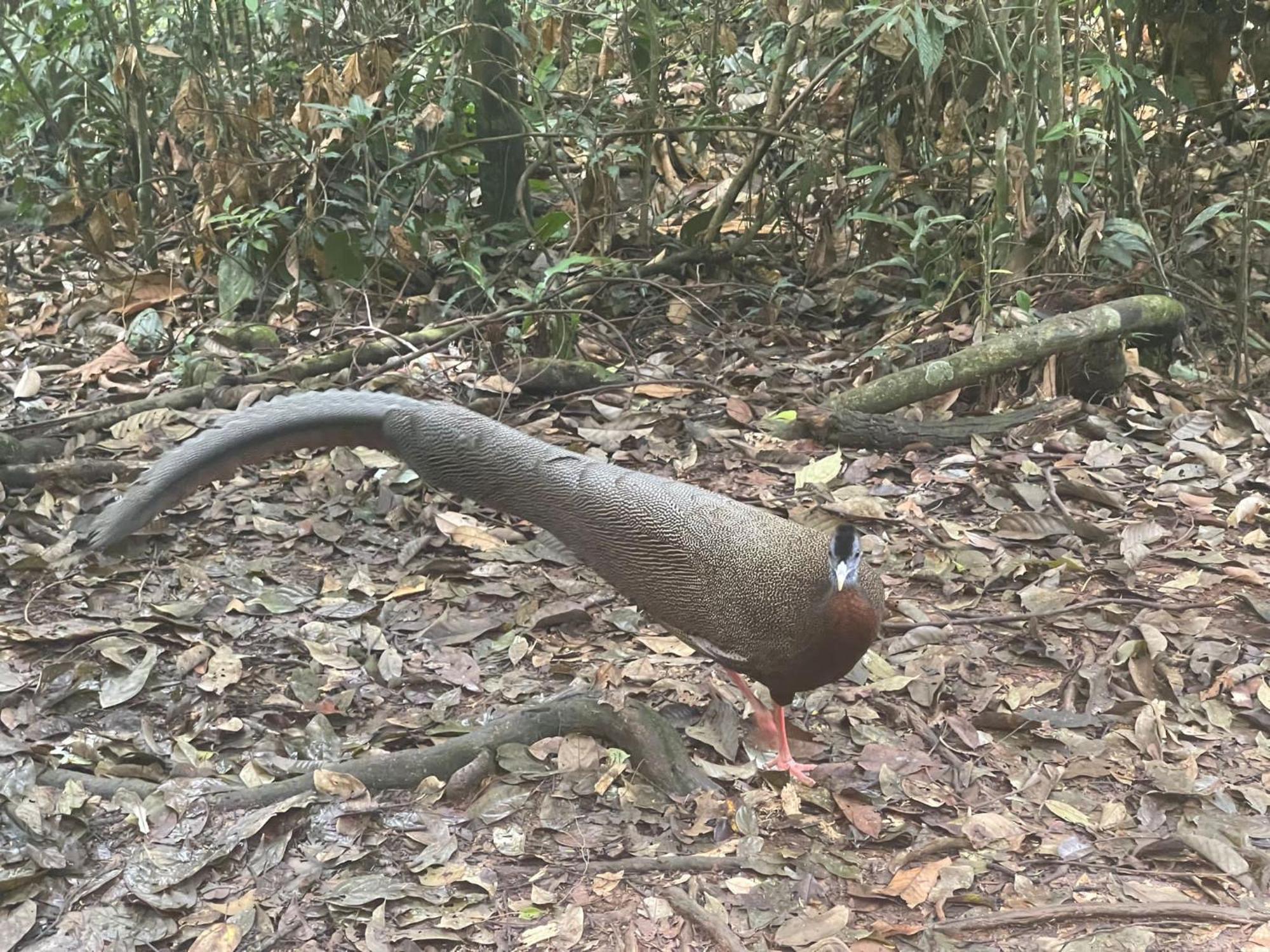 Отель Umiyuki Jungle Tour Only Treking With As Букит-Лаванг Экстерьер фото