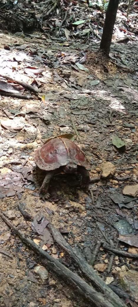 Отель Umiyuki Jungle Tour Only Treking With As Букит-Лаванг Экстерьер фото