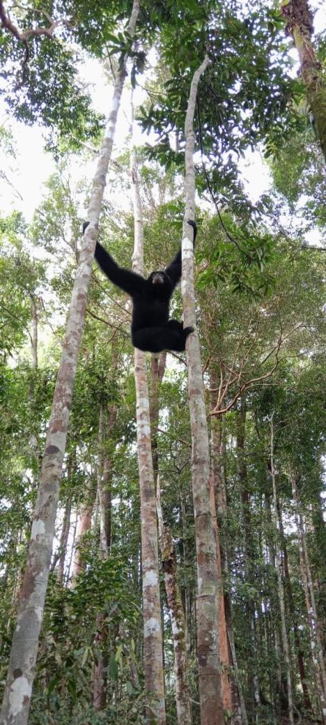 Отель Umiyuki Jungle Tour Only Treking With As Букит-Лаванг Экстерьер фото