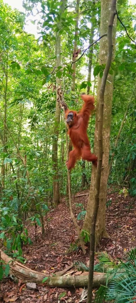 Отель Umiyuki Jungle Tour Only Treking With As Букит-Лаванг Экстерьер фото